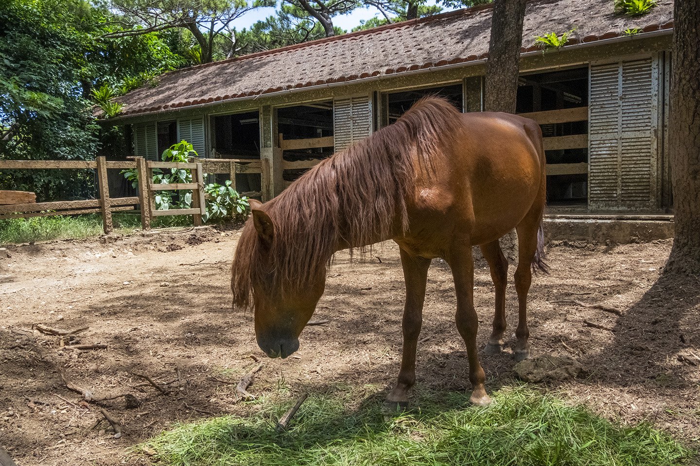 🌿 미야코지마 시립 열대식물원 (미야코지마시 넷타이 쇼쿠부츠엔) 이미지 4